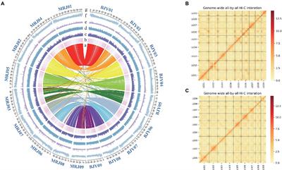 High-quality reference genome sequences of two Cannaceae species provide insights into the evolution of Cannaceae